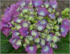 Hydrangea macrophylla 'Ursula' mindere dosis aluin tuin van DirkStaels