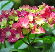 HydrangeamacrophyllaGreenShadowFlowervnn