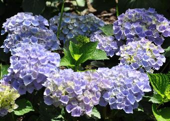 HydrangeamacrophyllaUrsulaBouquetsecokt