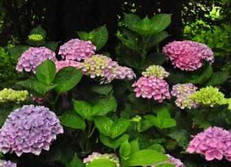 Hydrangea macrophylla 'Ursula' mindere dosis aluin tuin van DirkStaels