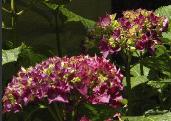 Hydrangea macrophylla 'Schöne Bautznerin' close up2