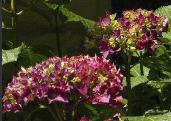 Hydrangea macrophylla 'Xian' in zure grond 