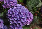 Hydrangea macrophylla 'Xian' mooie herfstverkleuring