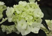 HydrangeamacrophyllaVanillaSky