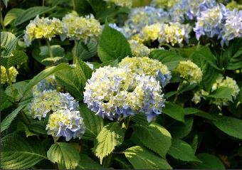 HydrangeamacrophyllaTeverecloseupvn