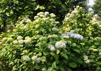HydrangeamacrophyllaNikkoBlue