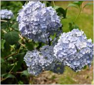 Hydrangea macrophylla 'Générale Vicomtesse de Vibraye' 3 clup