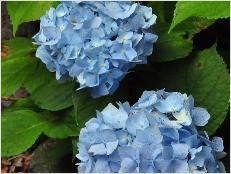 HydrangeamacrophyllaMmeFaustinTravouillon