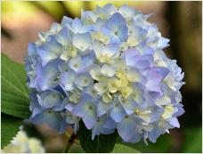 HydrangeamacrophyllaSemperflorensblauwVN