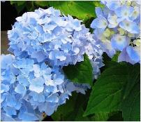 HydrangeamacrophyllaEndlessSummerTheoriginal