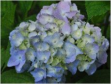 HydrangeamacrophyllaOTAKSAjongebloemvnnnn