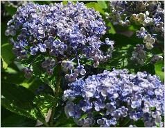 HydrangeamacrophyllaAeyshanice2sept