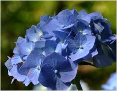 HydrangeamacrophyllaBelaclup