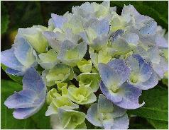 Hydrangea macrophylla 'Ankong' bloei in juni