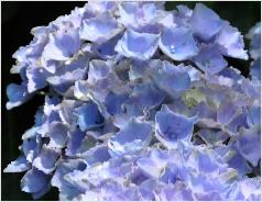 HydrangeamacrophyllaXian1