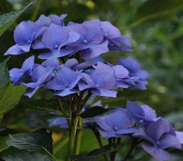 HydrangeamacrophyllaBlaumeise2011VN