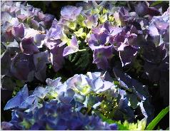 Hydrangea_ macrophylla _'Mathilda Gutges'