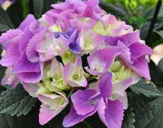 HydrangeamacrophyllaTeverecloseup