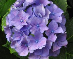 HydrangeamacrophyllaAdriacloseupbloemlocHydrangeum