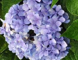 HydrangeamacrophyllaLaFrancebolvormig