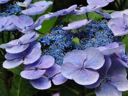 HydrangeamacrophyllaBlaulingcloseupvnlocHydrangeum