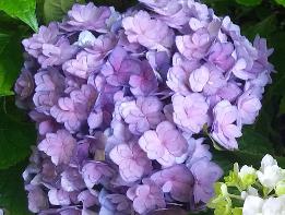 HydrangeamacrophyllaYouMeTogetherflowers