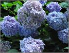 HydrangeamacrophyllaNikkoBlue1
