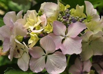 HydrangeamacrophyllaNikkoBlue