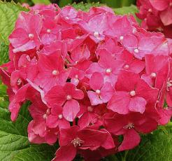 HydrangeamacrophyllaLeuchtfeuerjongebloemCloseupvnntuinvanDirkStaels