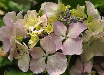 Hydrangea_macrophylla_'Beauté_Vendomoise'_closeup_bloem_vnn_