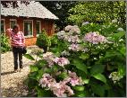 HydrangeamacrophyllaGeneralevictomtessedeVibrayecloseupnice