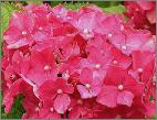 HydrangeamacrophyllaDeutschland