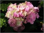 HydrangeamacrophyllaHamburg
