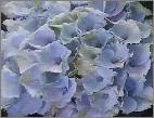 HydrangeamacrophyllaDeutschland