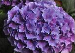 HydrangeamacrophyllaTeverecloseupvn