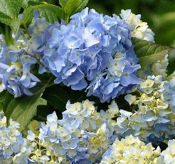 HydrangeamacrophyllaMiraicloseupbloemverynice