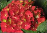 HydrangeamacrophyllaRoyalRedyoungflowers