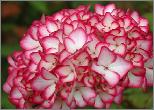 HydrangeamacrophyllaMirai2011