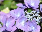 HydrangeamacrophyllaZorrojuliclup