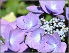 HYDRANGEAMACROPHYLLAREDBARON