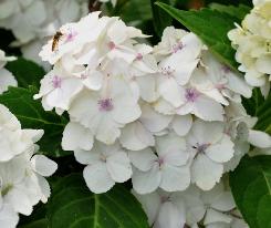 Hydrangea macrophylla 'Mme E. Mouillère' 15 juli - zweefvlieg VN