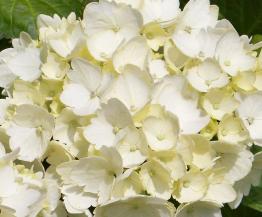 HydrangeamacrophyllaFirstWhite