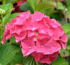 HydrangeamacrophyllaNikkoBluevn