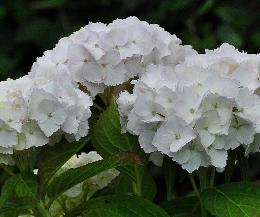 Hydrangea_macrophylla_'Soeur_Thérèse'_bloei_juli-vnnn