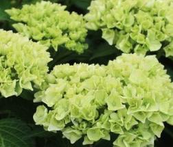 HydrangeamacrophyllaWudu