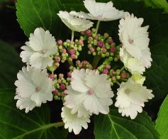 Hydrangea macrophylla 'Koria' closeup vnn