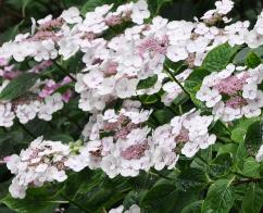 Hydrangea macrophylla 'Libelle'