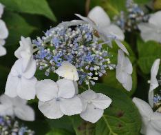 HydrangeamacrophyllaVeitchii2