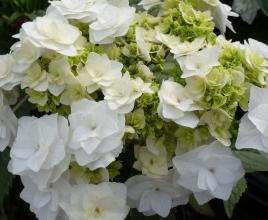 HydrangeamacrophyllaDancingSnow