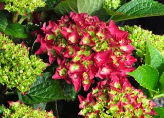 HydrangeamacrophyllaRoyalRedjongebloem